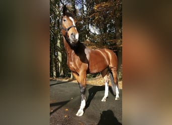 KWPN, Mare, 16 years, 16 hh, Brown