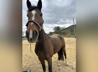 KWPN, Mare, 16 years, 16 hh, Brown