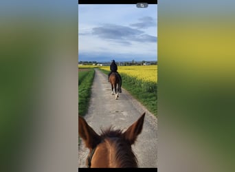 KWPN, Mare, 16 years, 16 hh, Brown