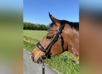 KWPN, Mare, 16 years, 16 hh, Brown