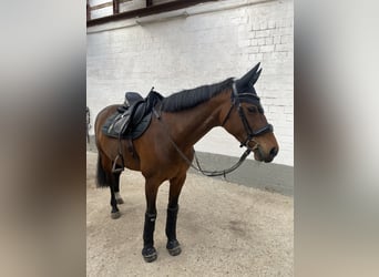 KWPN, Mare, 16 years, 16 hh, Brown