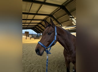 KWPN, Mare, 16 years, 16 hh, Brown