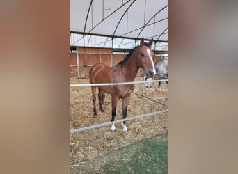 KWPN, Mare, 16 years, 16 hh, Brown-Light