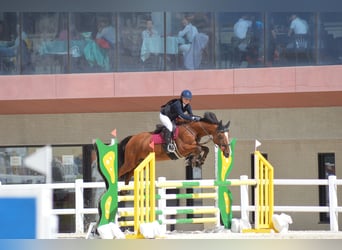 KWPN, Mare, 16 years, 16 hh, Brown