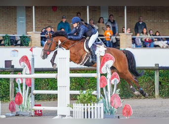 KWPN, Mare, 16 years, 16 hh, Brown