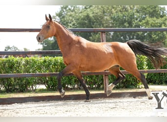 KWPN, Mare, 16 years, 16 hh, Brown