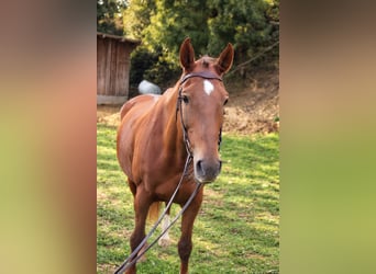 KWPN, Mare, 16 years, 16 hh, Chestnut