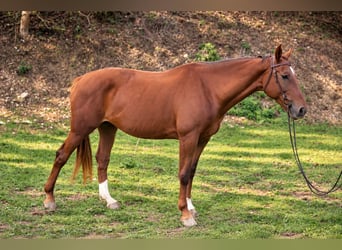 KWPN, Mare, 16 years, 16 hh, Chestnut