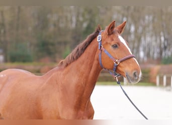 KWPN, Mare, 16 years, 16 hh, Chestnut-Red