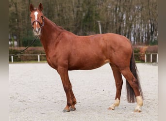 KWPN, Mare, 16 years, 16 hh, Chestnut-Red