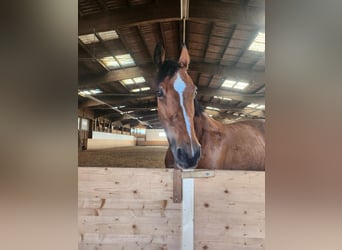 KWPN, Mare, 16 years, 16 hh