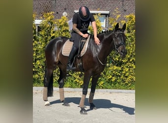 KWPN, Mare, 16 years, 16 hh
