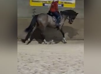 KWPN, Mare, 16 years, 16,1 hh, Bay-Dark