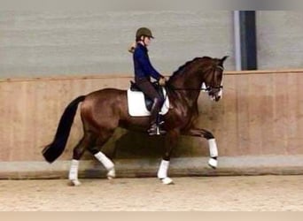 KWPN, Mare, 16 years, 16,1 hh, Brown