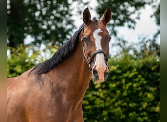 KWPN, Mare, 16 years, 16,1 hh, Brown