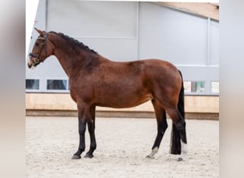 KWPN, Mare, 16 years, 16,1 hh, Brown