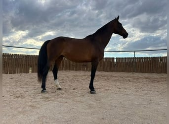 KWPN, Mare, 16 years, 16,2 hh, Brown