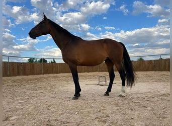 KWPN, Mare, 16 years, 16,2 hh, Brown