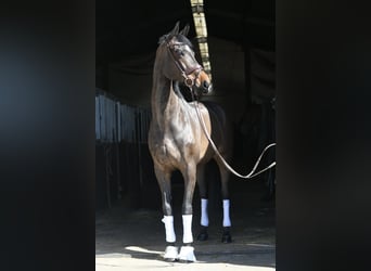 KWPN, Mare, 16 years, 17.1 hh, Bay-Dark