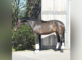 KWPN, Mare, 16 years, 17.1 hh, Bay-Dark