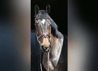 KWPN, Mare, 16 years, 17.1 hh, Bay-Dark