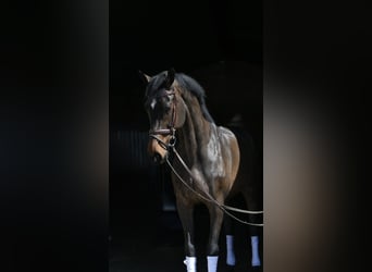 KWPN, Mare, 16 years, 17.1 hh, Bay-Dark