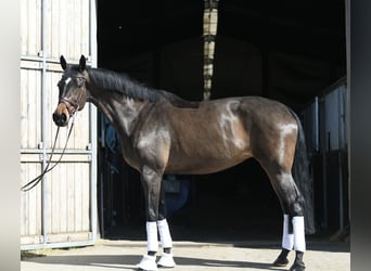 KWPN, Mare, 16 years, 17.1 hh, Bay-Dark