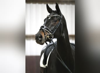 KWPN, Mare, 16 years, 17 hh, Bay-Dark