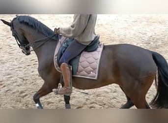 KWPN, Mare, 16 years, 17 hh, Bay-Dark