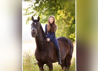 KWPN, Mare, 16 years, 17 hh, Bay-Dark