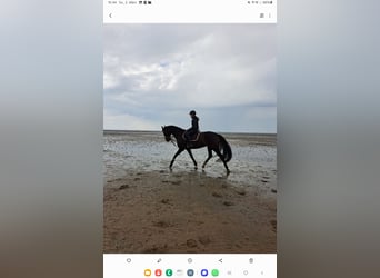 KWPN, Mare, 16 years, 17 hh, Bay-Dark