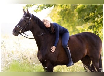 KWPN, Mare, 16 years, 17 hh, Bay-Dark