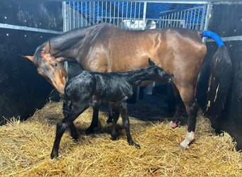 KWPN, Mare, 16 years, 17 hh, Bay-Dark