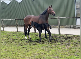 KWPN, Mare, 16 years, 17 hh, Bay-Dark