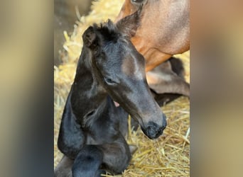 KWPN, Mare, 16 years, 17 hh, Bay-Dark