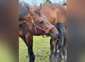 KWPN, Mare, 16 years, 17 hh, Bay-Dark