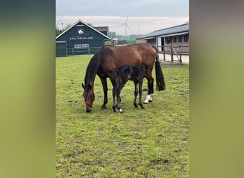 KWPN, Mare, 16 years, 17 hh, Bay-Dark