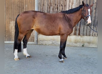 KWPN, Mare, 16 years, 17 hh, Brown