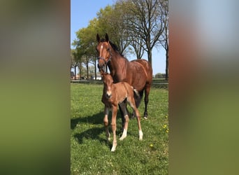 KWPN, Mare, 16 years, 17 hh, Brown