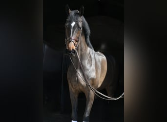 KWPN, Mare, 16 years, 17,1 hh, Bay-Dark