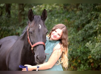 KWPN, Mare, 17 years, 14,2 hh, Smoky-Black