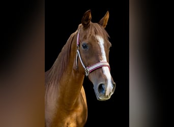 KWPN Mix, Mare, 17 years, 15.1 hh, Chestnut-Red