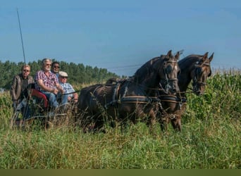 KWPN, Mare, 17 years, 15.2 hh, Chestnut-Red