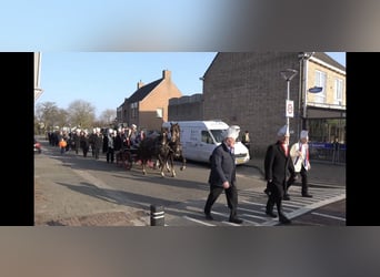 KWPN, Mare, 17 years, 15.2 hh, Chestnut-Red