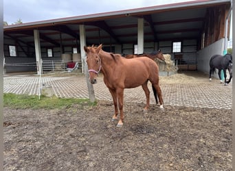 KWPN, Mare, 17 years, 15.3 hh, Chestnut-Red