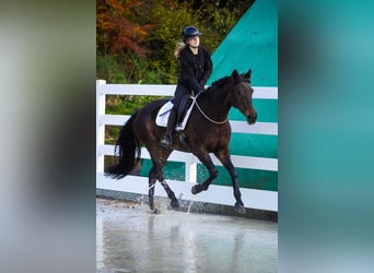 KWPN, Mare, 17 years, 15,2 hh, Bay-Dark
