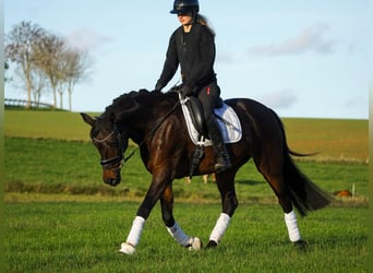 KWPN, Mare, 17 years, 15,2 hh, Bay-Dark
