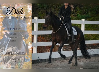 KWPN, Mare, 17 years, 15,2 hh, Bay-Dark