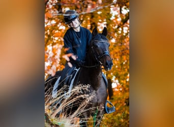 KWPN, Mare, 17 years, 15,2 hh, Bay-Dark