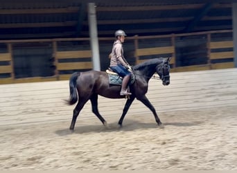 KWPN, Mare, 17 years, 16.1 hh, Black